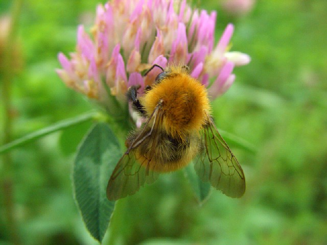 Lycaena dispar e Bombus pascuorum?